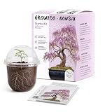 GROW2GO Bonsai Starter Kit Anzuchtset - Pflanzset aus Mini-Gewächshaus, Samen & Erde - nachhaltige Geschenkidee für Pflanzenfreunde (Afrikanischer Blauregen)