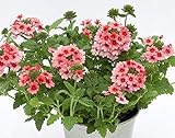 Pack of 20 seeds Semillas BloomGreen Co. Flor: hybrida de la verbena Semillas de plantas mixtas para la purificación del aire de jardín [Home Garden Semillas Eco Pack] Semillas de la planta