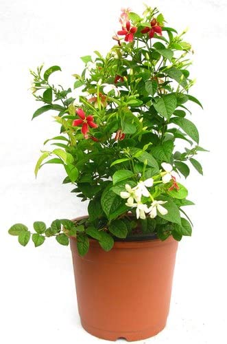 Skycom Madhumalti / Rangoorcheepar Beautiful flower live plant (B0971L8TRJ) Amazon Price History, Amazon Price Tracker