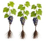 Wild Grape Live Dormant Plants, 3 Pack, Bare Root Native Grapevines