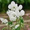 Caribou Seed Company | Ivory Inspiration | White Flower Seed Kit | White Cosmos, Polar White Zinnia, Bridal Silk Poppy, Royal White Sweet Pea | Fresh Canadian Seed #1