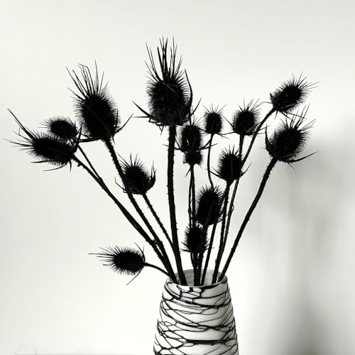 Flores Secas Echinops Dried 13-15 Bolas Decorativas miniatura 2