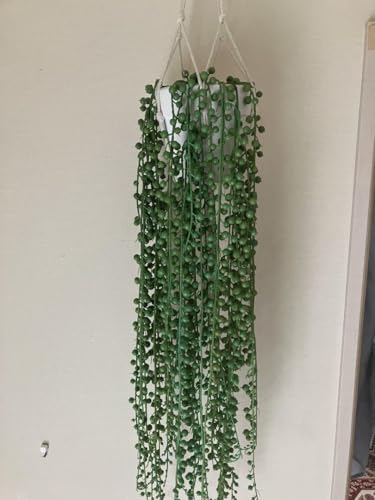 O[lbNX tFCN nMO tFCNO[ lH