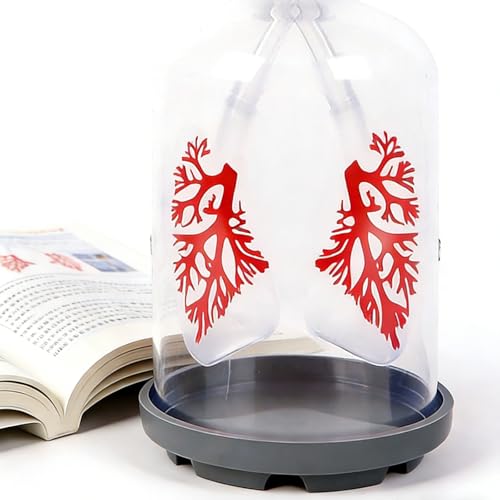 Modèle d'échange de gaz pulmonaire pour simuler la diaphragme - 4
