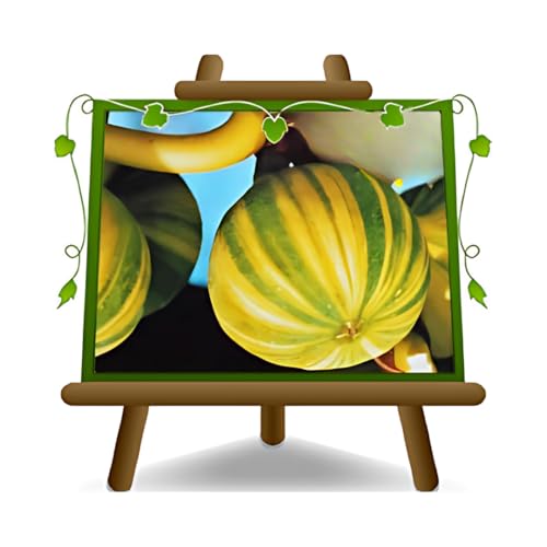 Higo Panascè - planta frutal de variedad antigua En Planta en Florero De 20 - Max 170 CM -2 Años