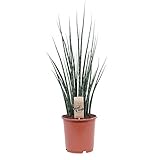  Sansevieria „Fernwood Mikado“  Asparagaceae  Frauenzunge  Höhe 35-45 cm  Topfgröße Ø 12 cm