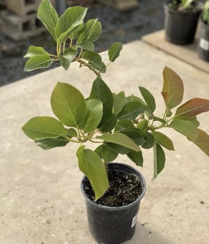 Grafted Avocado Monroe Plant (persea Americana) Live Fruit Tree(20in to 36in) Grafted Avocado