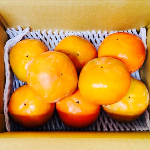 yIʗ 󂠂菤izF{Y xL` 󂠂  2kgy002zTCY3k?r F{ Y ƒp KiO ƒp s Hp ʔ