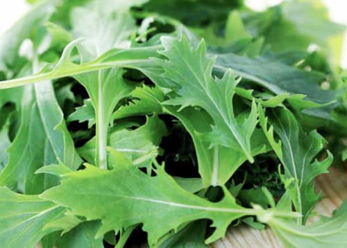 Japanese Mizuna Mustard Greens Seeds, Cabbage Variety for Salads, 200 Seeds