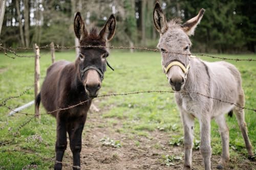 Police Officer Placed on Leave After Shooting Family's Pet Donkey