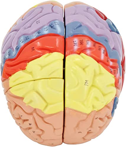 Teaching Model Tools,Natural-Size Cerebral Anatomy Model 2X Brain Model for Neuroscience, Anatomical Brain Model for Psychology Brain Internal Structure, Wooden Support