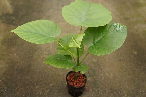 Amazon Co Jp 水耕栽培 苗 フィカス ウンベラータ ミドル ホーム キッチン