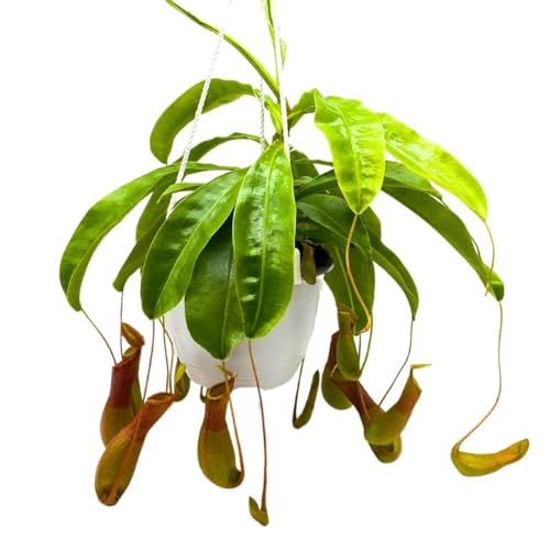 BubbleBlooms Carnivorous Plant Nepenthes Winged Pitcher 6 inch HB BubbleBlooms Carnivorous Plant Nepenthes Winged Pitcher 6 inch HB