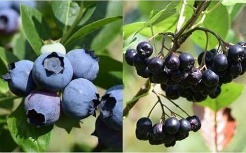 どこか農場のベリー四兄弟セット(冷凍ハスカップ・ブルーベリー・カシス・アロニア)