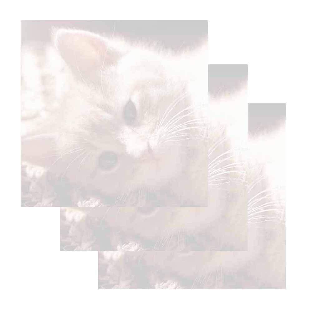 Kitten Face Sticky Notes - Set of 3 - Animal Cat Theme Design - Stationery Gift - Paper Memo Pad - Office Business School Supplies