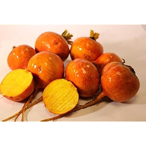 Premier Seeds Direct Golden Beetroot Seeds Cover