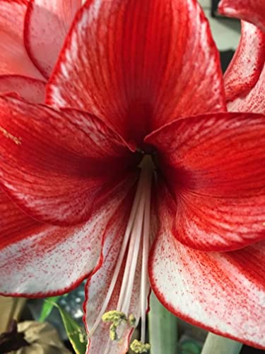 Amaryllis Charisma Holiday Gift Growing Kit. Includes: Big Charisma Bulb, Plastic Pot And Saucer, And Professional Growing Medium… #TOP4