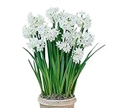 5 Fresh Ziva Paperwhite Narcissus Bulbs - TOP Size 17 cm