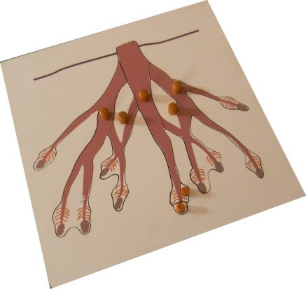 KIDO Montessori Materials - Root Puzzle: Wooden Montessori Botany Jigsaw Puzzle