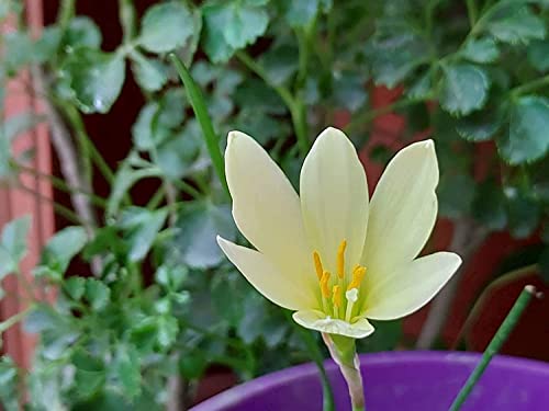 Image of Urban Gardens Rain Lily Mixed Bulbs (Dark Pink, Light Pink, Yellow, White, Lemon Yellow & Apricot), A Mix of 6 Varieties
