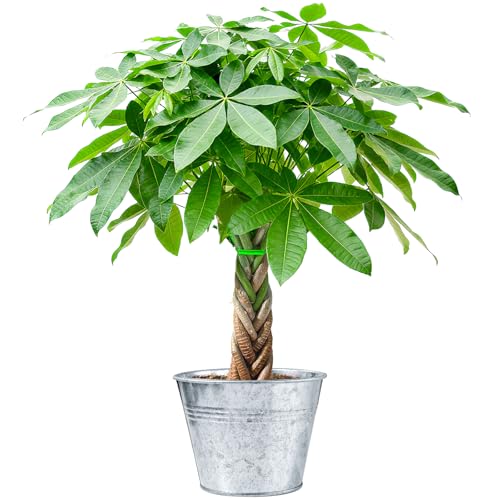 Sprout N Green Small Money Tree with 5 Lucky Braid,
