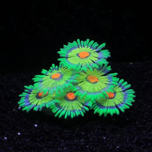 Image of ZtohPyo Glowing Effect Fish Tank Aquarium Decorations, Artificial Silicone Plants Ornaments for Fish Tank Landscape Decor Glow in The Dark Soft Anemone for Small Fish Bowl Decor