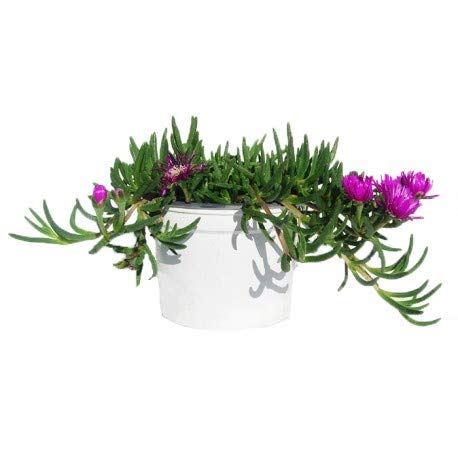 Mesen (Uña de gato) M-13 Planta Natural Pequeña Colores Surtidos