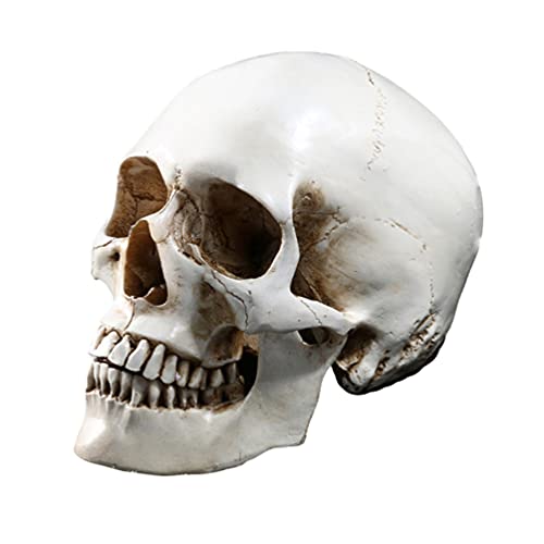 Halloween-Lebensgröße, menschlicher Schädel-Modell- , 1:1 aussehende Totenköpfe, Skelettkopf für Halloween, Bar, Zuhause, Tischdekoration