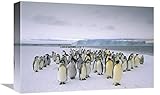  Global Gallery Emperor Penguin Fledging Chicks and Adults Along Fast Ice Edge Antártida - Lienzo Decorativo, 45,7 x 30,5 cm
