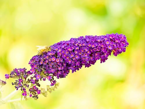 Greenwood Nursery: Live Shrub Plants - 'Black Knight' Butterfly Bush + Buddleja/Buddleia Davidii - [Qty: 1x Pint Pot] - (Click for Other Available Plants/Quantities)