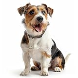 Pfotenperso Hundeausweis mit NFC-Chip - Hundemarke personalisiert mit Name - Namensschild für Halsband - Adressanhänger Hunde & Katzen - Tier Personalausweis mit Foto und QR