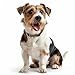 Pfotenperso Hundeausweis mit NFC-Chip - Hundemarke personalisiert mit Name - Namensschild für Halsband - Adressanhänger Hunde & Katzen - Tier Personalausweis mit Foto und QR