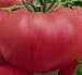 Rare Tomato Rozovyi Gigant - Giant Pink Seeds Russian Heirloom NON-GMO