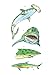 Sharks Tattoos (Dover Little Activity Books: Sea Life)