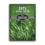 Survival Garden Seeds - Oat Seed for Planting - 1 Pack with Instructions to Plant & Grow Avena Sativa in Your Home Vegetable or Herb Garden - Medicinal Herb & Cover Crop - Non-GMO Heirloom Variety
