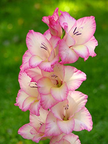 Plantogallery® Flower Bulbs | Gladiolus Flower Bulbs for Home (Pack of 5 Bulbs Pink Color)