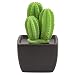 Lively Breeze Tri Cactus, Non-Electric Ceramic Diffusers for Essential Oils and Aromatherapy Fragrance, White Ceramic Diffusers in Car or Desk Office Decor and Small Bathroom at Home, Black Vase