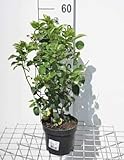 GRDplanten
