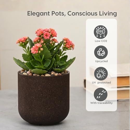 Image of Eha Earth-Friendly Terrapod Planters for Home Decor | 3.5 Inch, Pack of 4 | Small Plant Pot Made with Rice Husk Biocomposite | Flower Pot for Living Room | Coffee