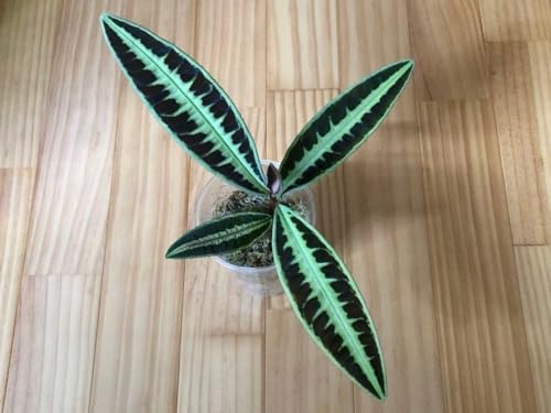�M�ѐA�� ���r�V�A sp.�W�����r Labisia sp.Jambi