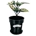 Condom "Rubber Tree" - Bedding Plant for the Nature Lover Funny Gag Prank Joke Gift!