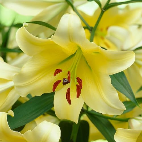 YouGarden Skyscraper Lily 'Manissa', Set of Three Bulbs, Size 16/18, Ready to Plant, for Yellow Summer Flowers