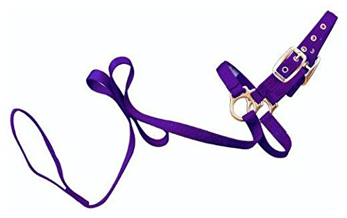Hamilton Purple Sheep Show Halter with Lead #TOP15