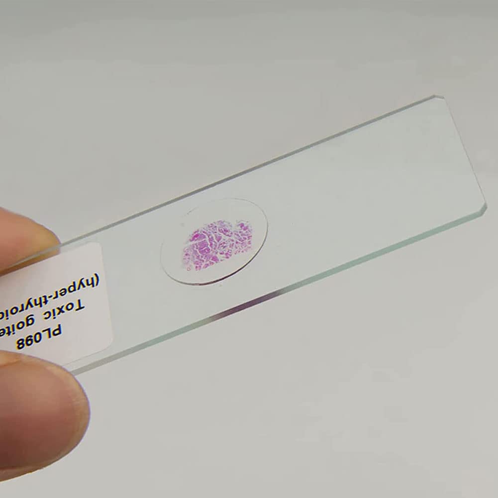 HE Stain szkiełka mikroskopowe z komórek ludzkich – 100 szt. szkiełek histopatologicznych do badań biologii laboratoryjnej, wyraźne obrazowanie, jednolite farbowanie, wysoka przejrzystość – idealne do
