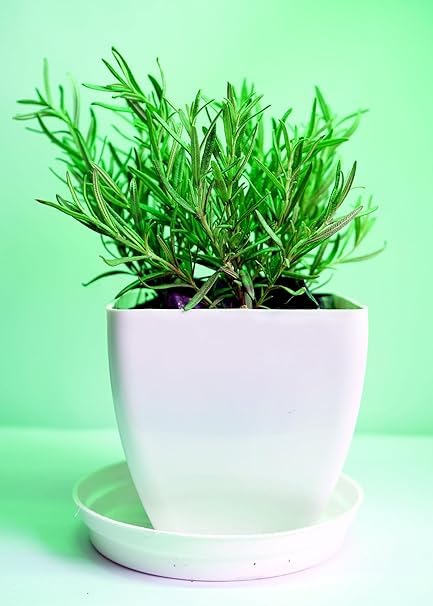 See full amazon price history chart for Monstera Rosemary Flower Herb Live Plant A Pack Of 1 For Home Decor And Garden An Organic Plant With Pot Length 8cm Width 8cm And Height 24cm Monstera Rosemary Flower Herb Live Plant A Pack Of 1 For Home Decor And Garden An Organic Plant With Pot Length 8cm Width 8cm And Height 24cm (B0DC46XZZ8) Amazon Price History, Amazon Price Tracker