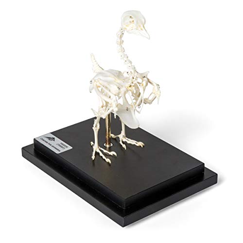 Image of 3B Scientific GmbH T300071 Pigeon Skeleton, Articulated on Base