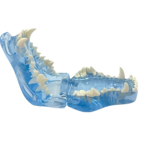 Blue Transparent Canine Feline Dog Cat Tooth Model Veterinary Education