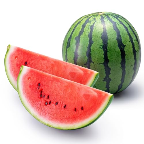 [先行予約]1玉10kg以上! 豊橋産『たかしのスイカ』1玉 糖度11〜13度 5L(10kg以上)6月 7月 頃お届け