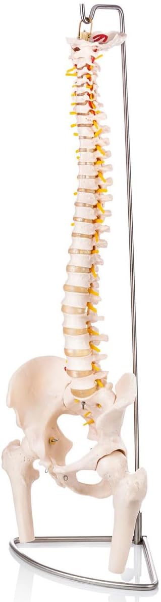 Myaskro® Human Spine Mode ✮ 92cm Tall ✮ Life Size With Femur Heads ✮ Become Expert In The Field Of Spinal Anatomy With This Model (B0C2ZPRDQ9) Amazon Price History, Amazon Price Tracker