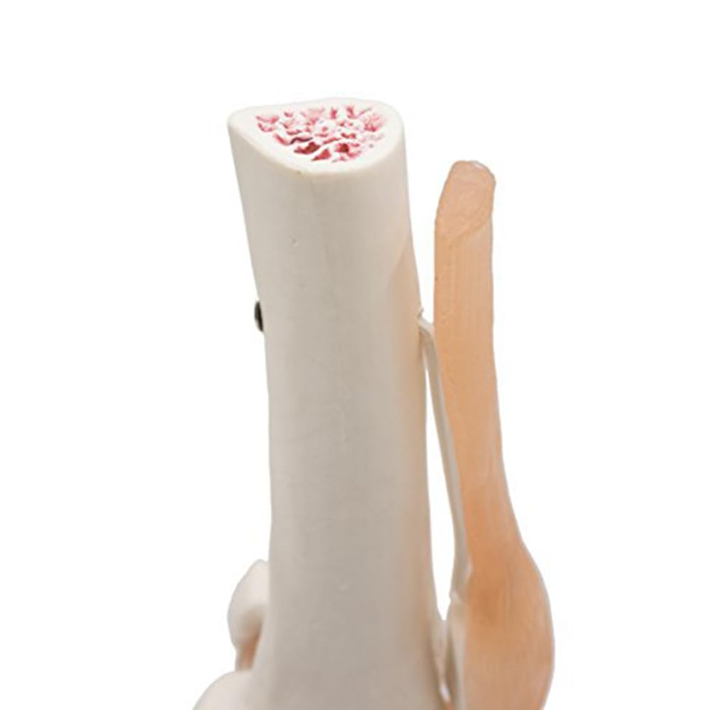 Modèle anatomique de squelette d'articulation du genou humain Modèle d'enseignement avec ligaments Taille réelle